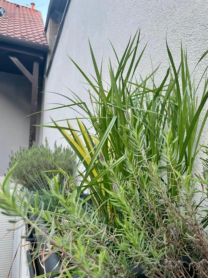Ubytování U Mikeša Břeclav Exterior foto